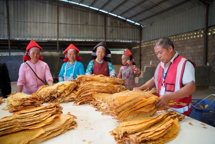 云南文山州2024烤煙年度總結(jié)，我司承建的烤煙項(xiàng)目被官方肯定，并作為典型案例進(jìn)行重點(diǎn)宣傳、推廣